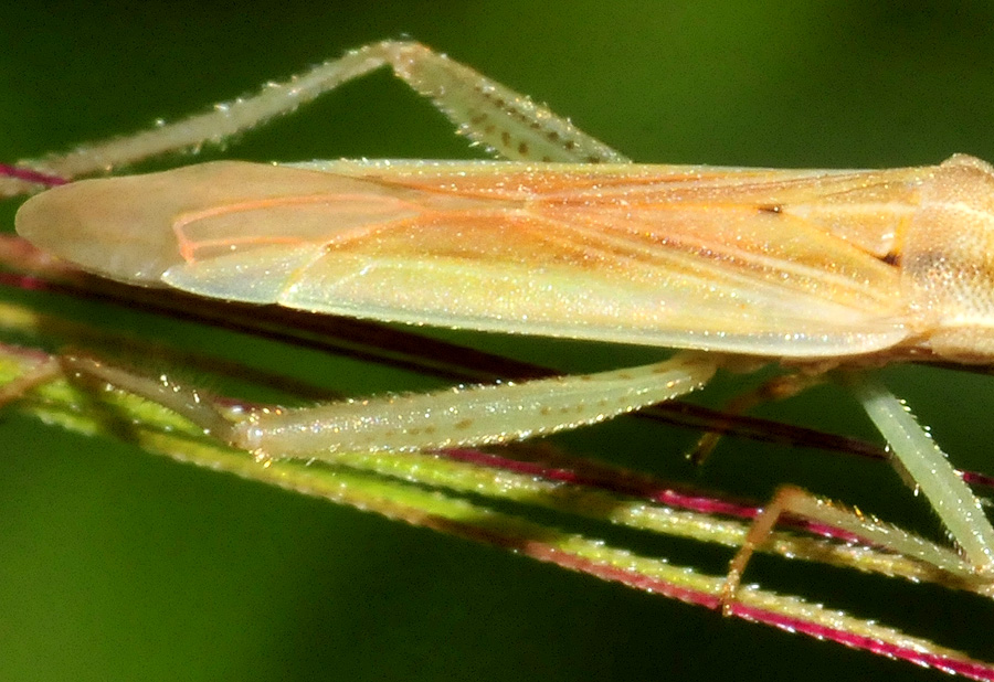 Miridae:  Stenodema sp. (laevigatum opp. sericans)